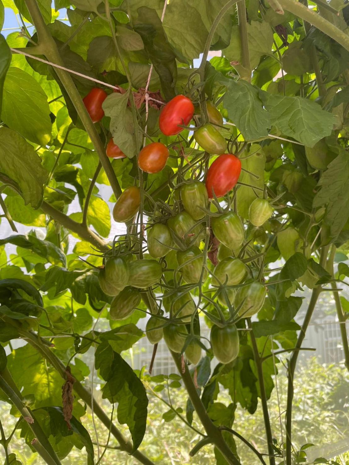 Апартаменты Nantou Fruit House Ренай Экстерьер фото